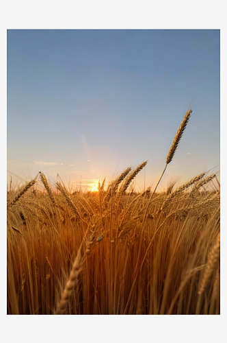 夕阳下金黄麦穗景色风景图片