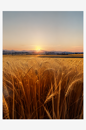 夕阳下金黄麦穗景色风景图片