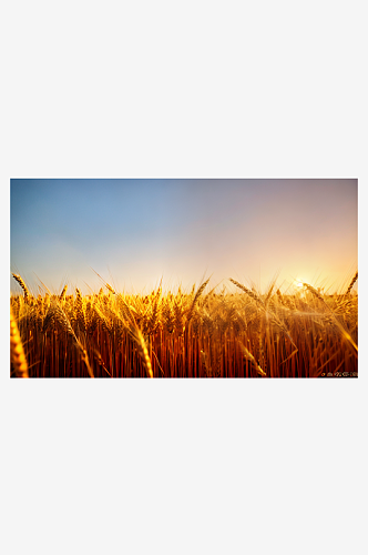 夕阳下金黄麦穗景色风景图片