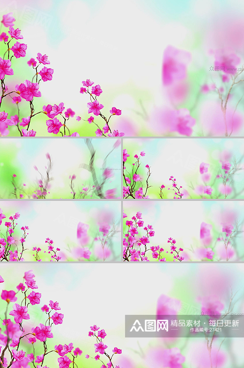 清新粉红色花簇唯美动态背景视频素材