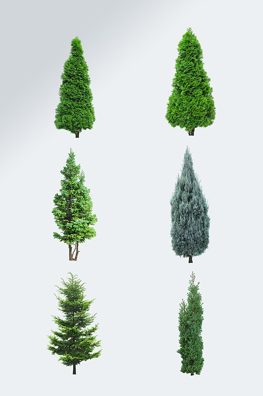 绿色圣诞树松树景观树元素