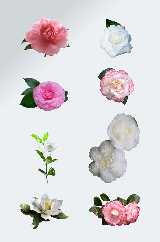 花朵鮮花免摳素材