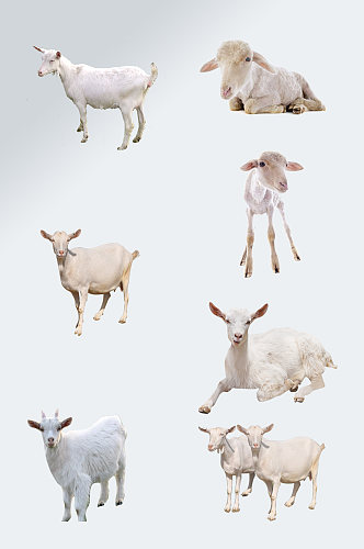 可爱动物绵羊山羊免扣元素