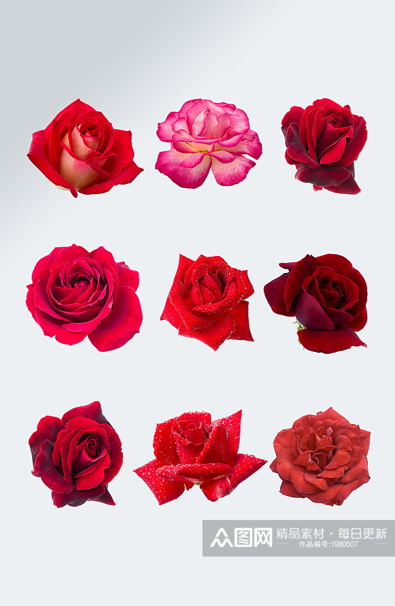 七夕红色玫瑰花元素素材