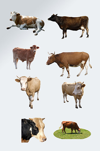 畜牧业牛免抠素材