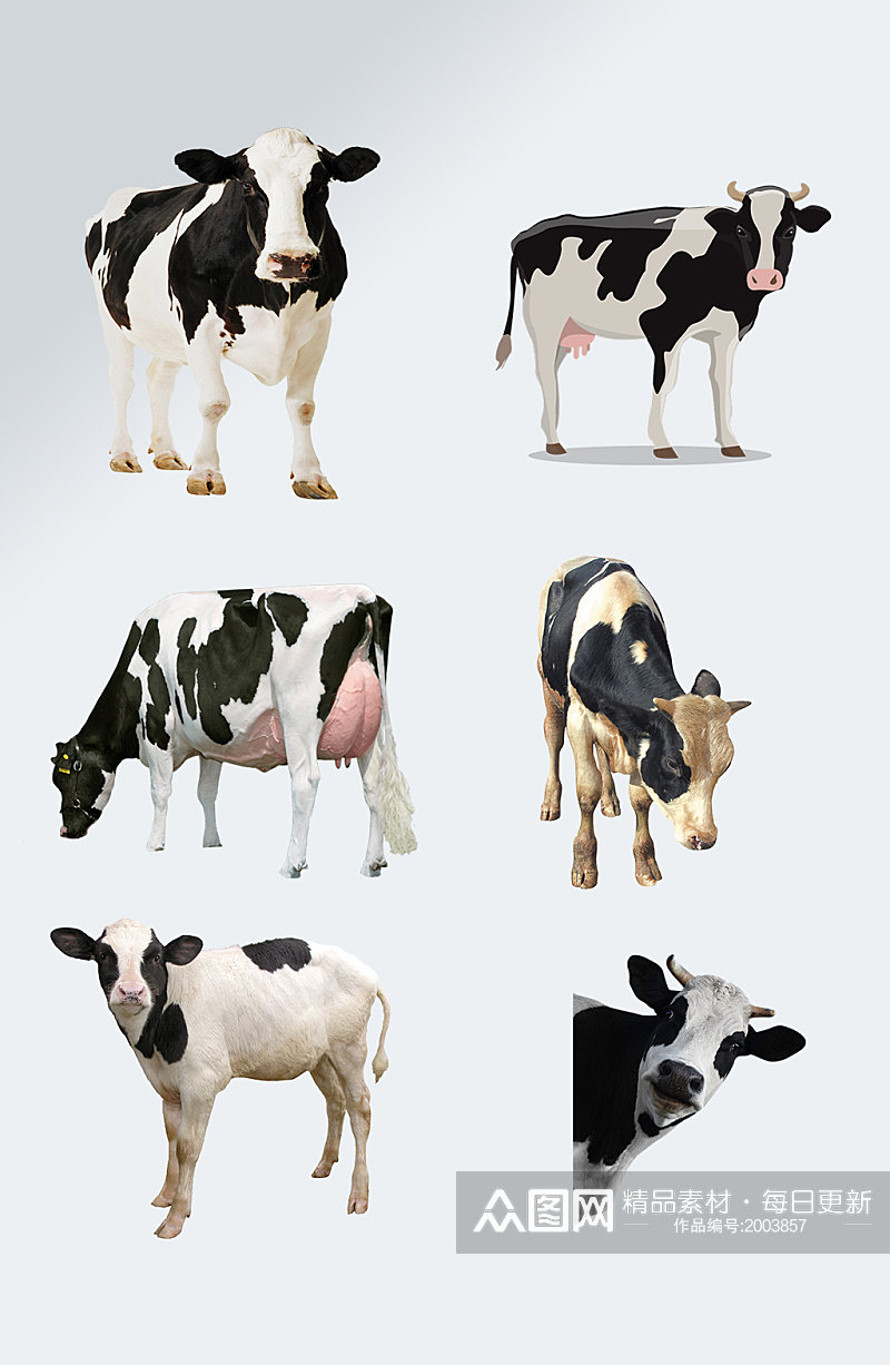 家养奶牛动物免抠元素素材