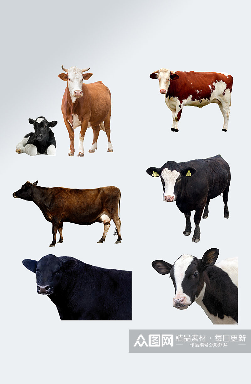家养动物奶牛免抠元素素材