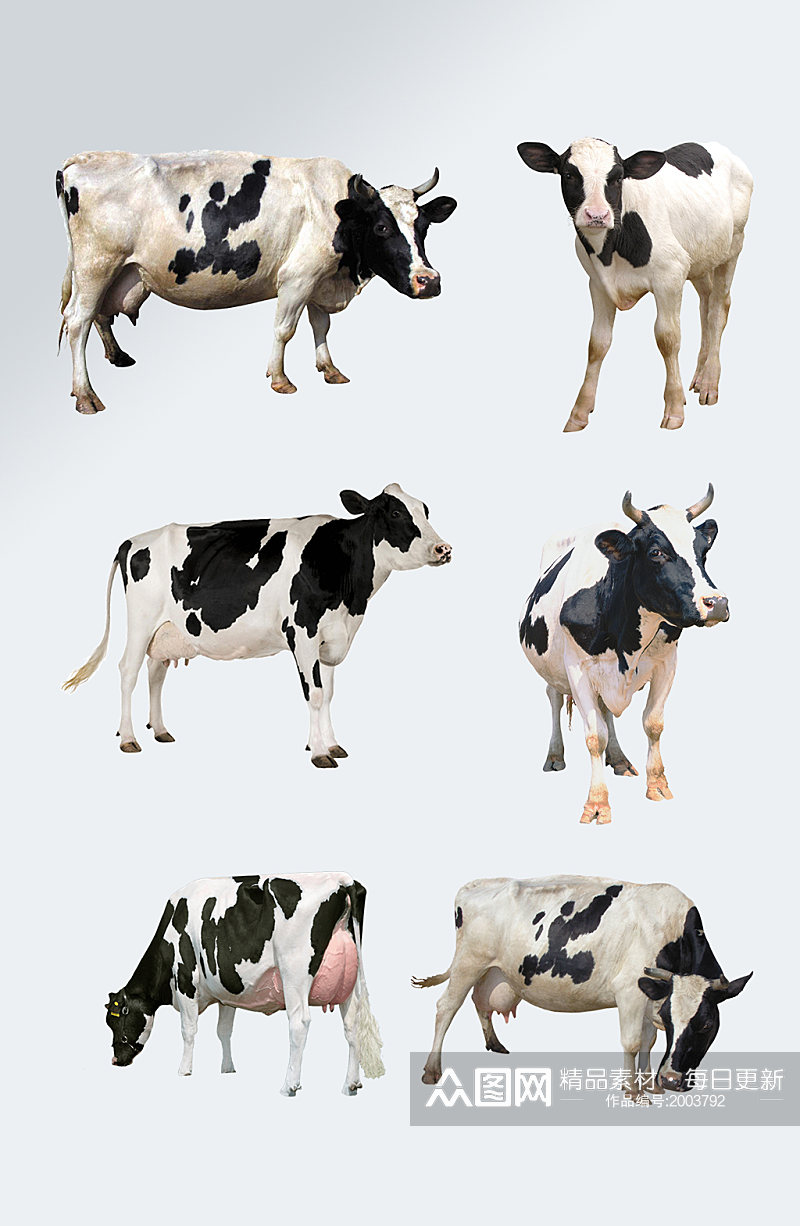家养动物奶牛免抠元素素材