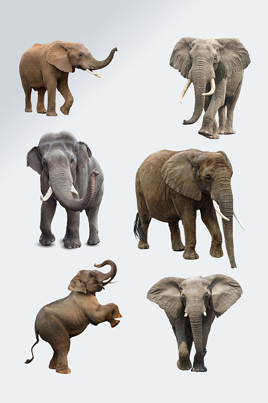 大象动物免抠元素