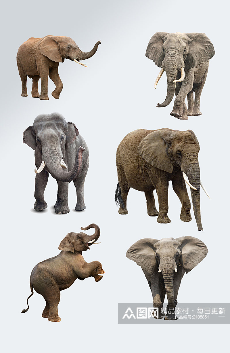大象动物免抠元素素材