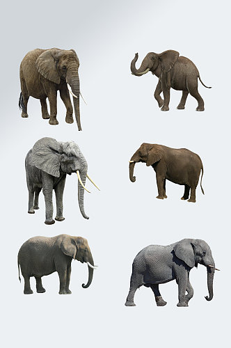 大象动物免抠元素