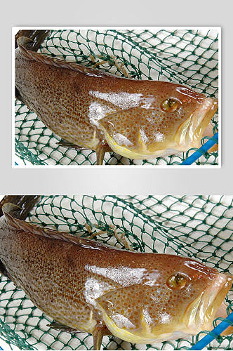 清蒸鲈鱼美食摄影图片