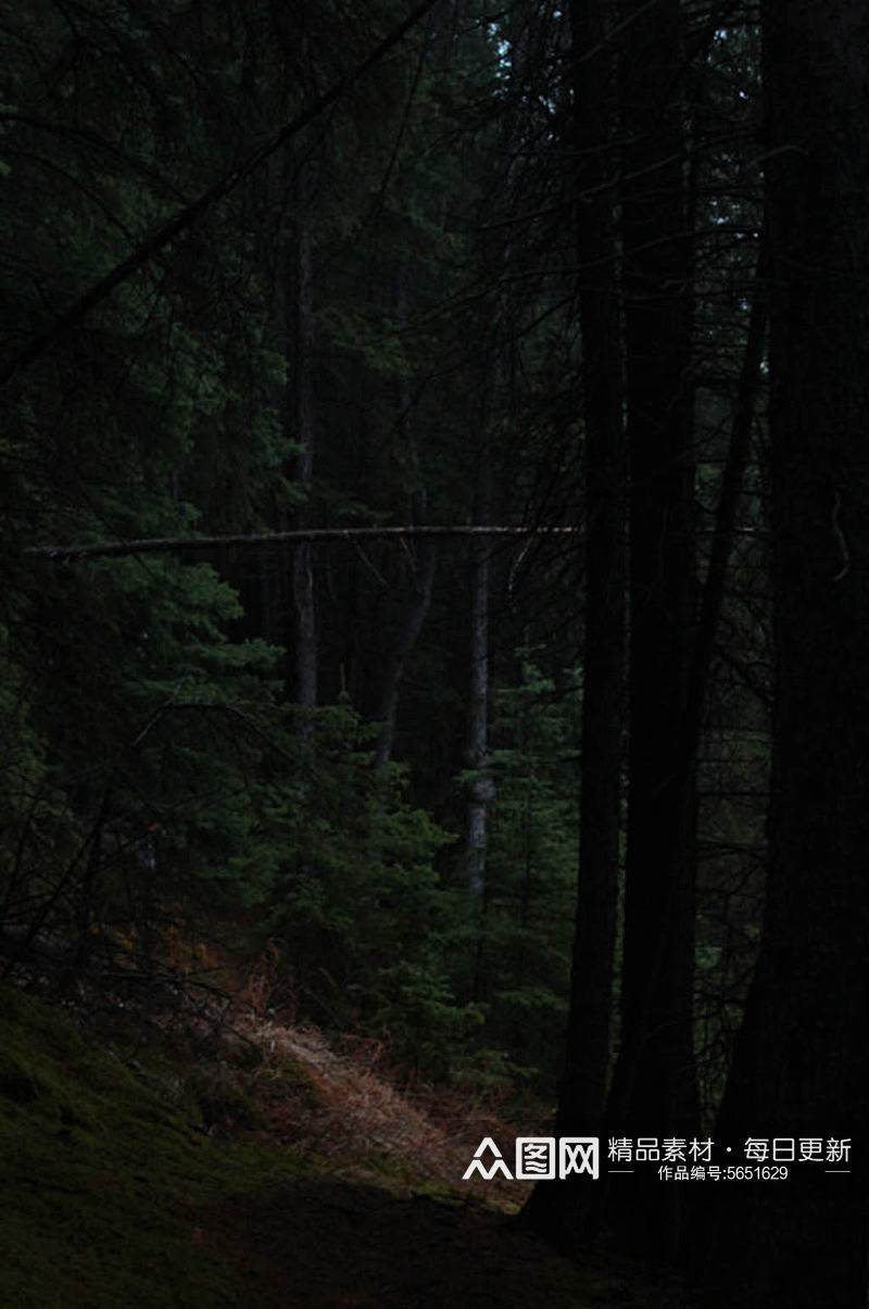 傍晚森林风景实拍摄影图片素材