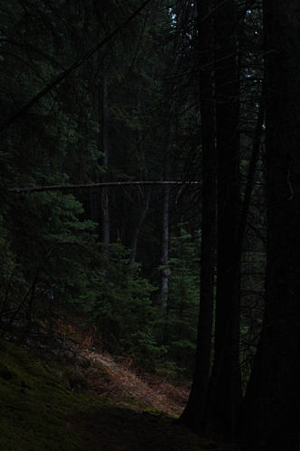 傍晚森林风景实拍摄影图片