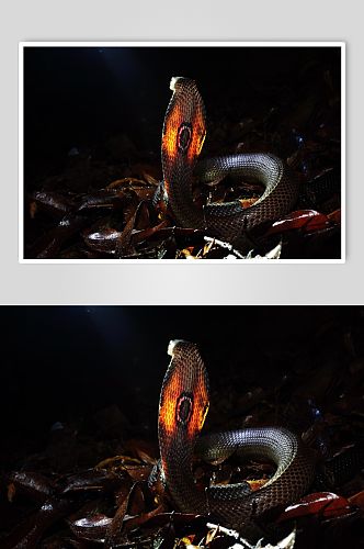 眼睛蛇动物实拍高清摄影图片
