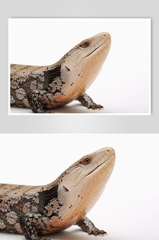 蜥蜴动物实拍高清摄影图片