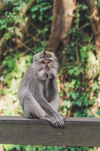 野生猴子高清动物摄影图片