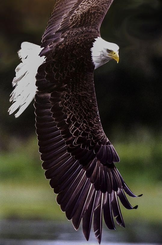 雄鹰动物摄影实拍图片