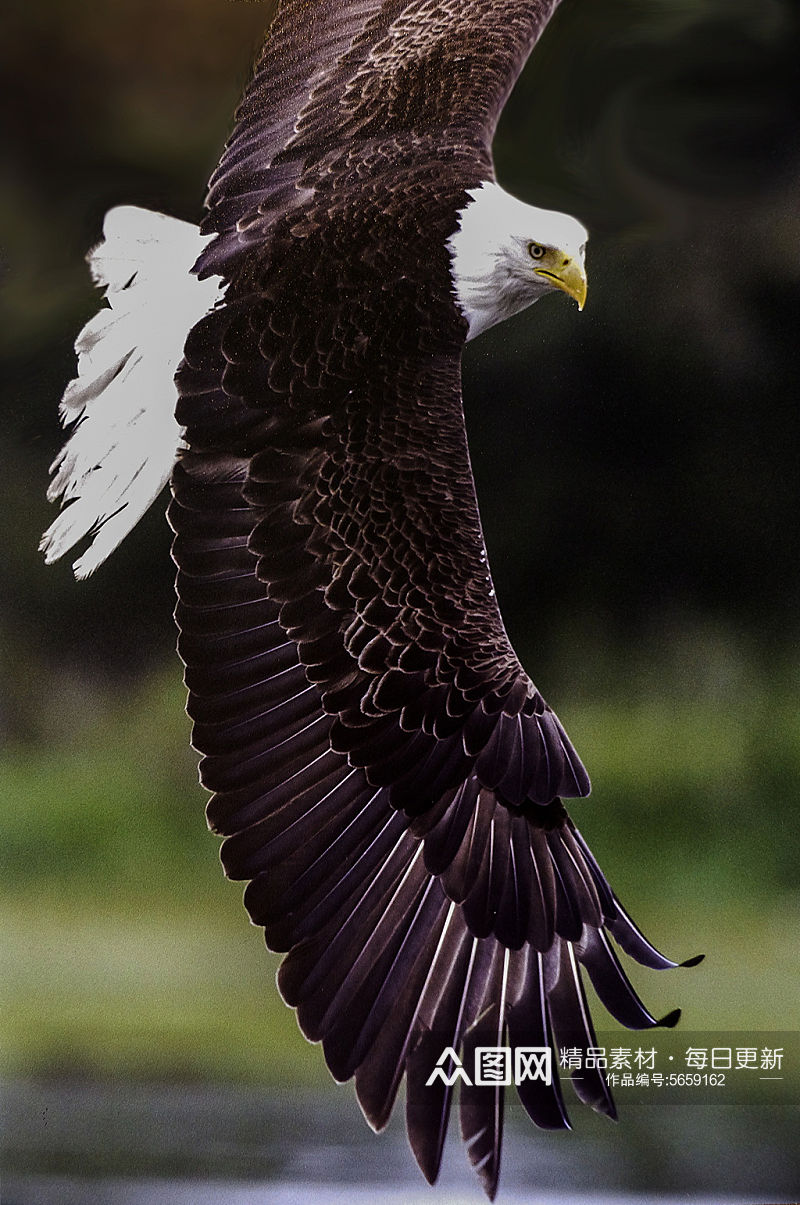 雄鹰动物摄影实拍图片素材