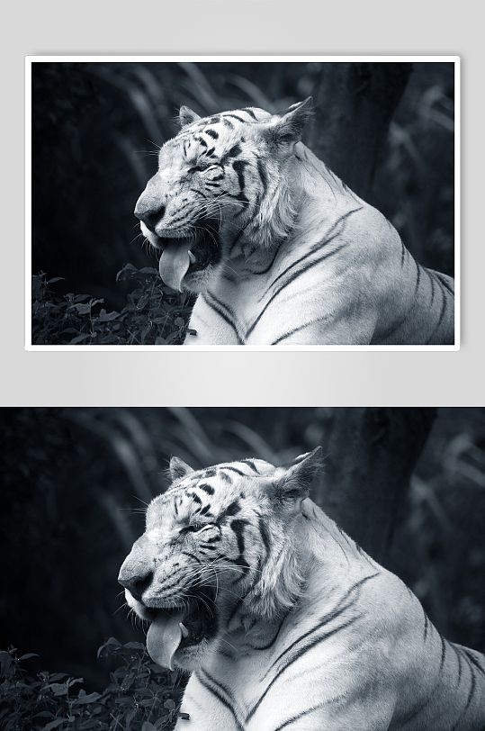 老虎大自然动物摄影图片