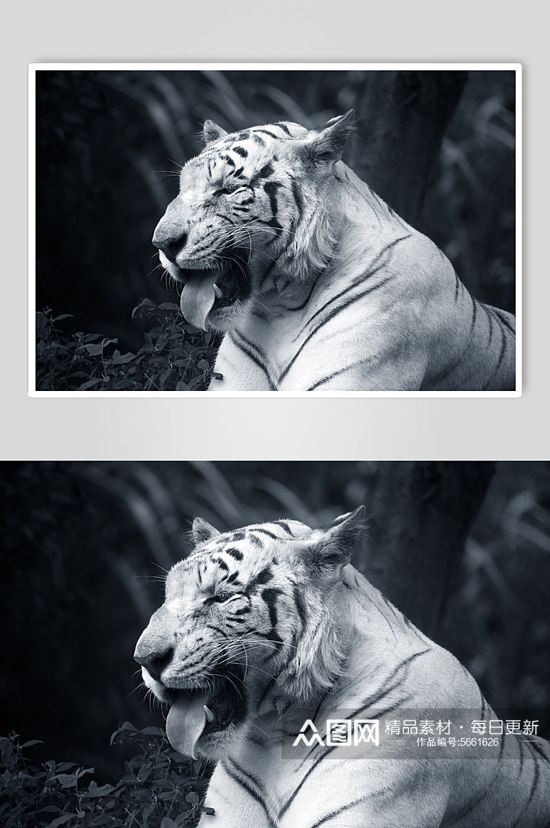 老虎大自然动物摄影图片素材