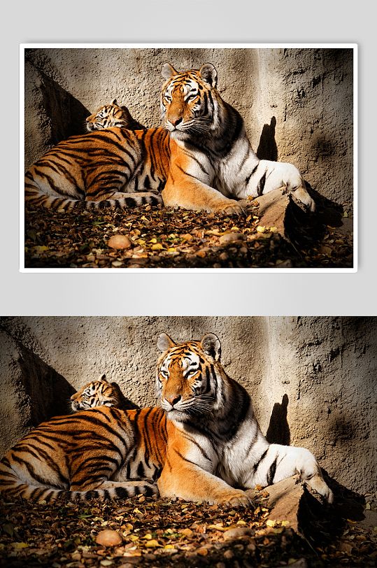 老虎大自然动物摄影图片