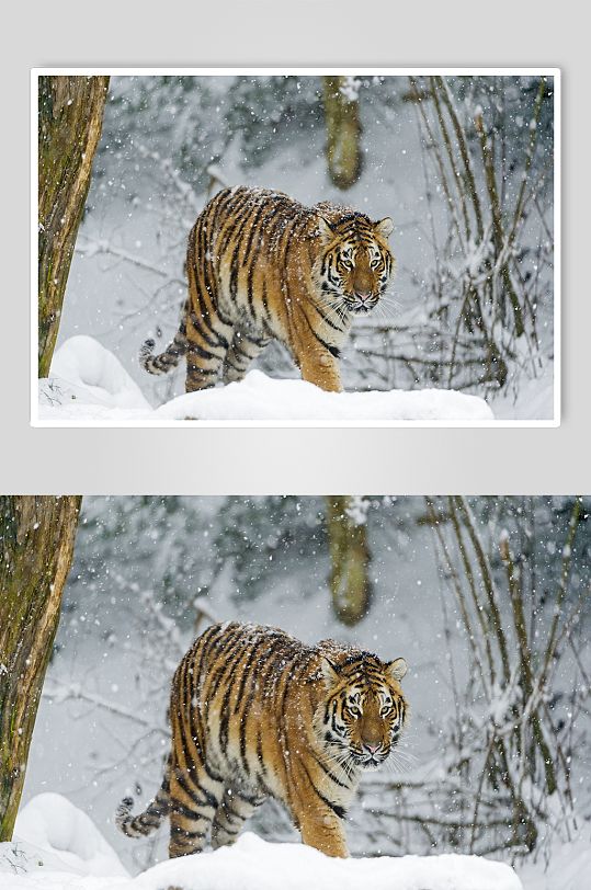 老虎自然动物细节摄影图片