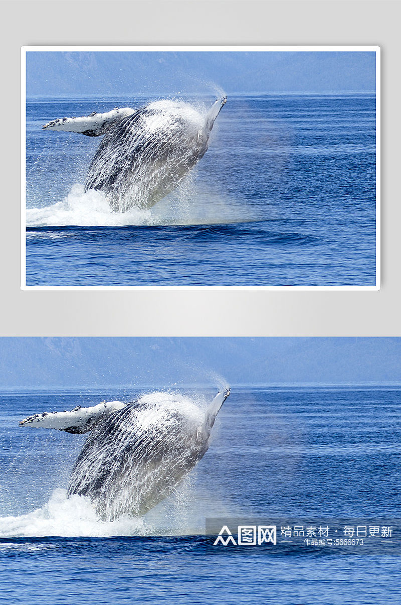 鲸鱼户外高清实拍动物图片素材