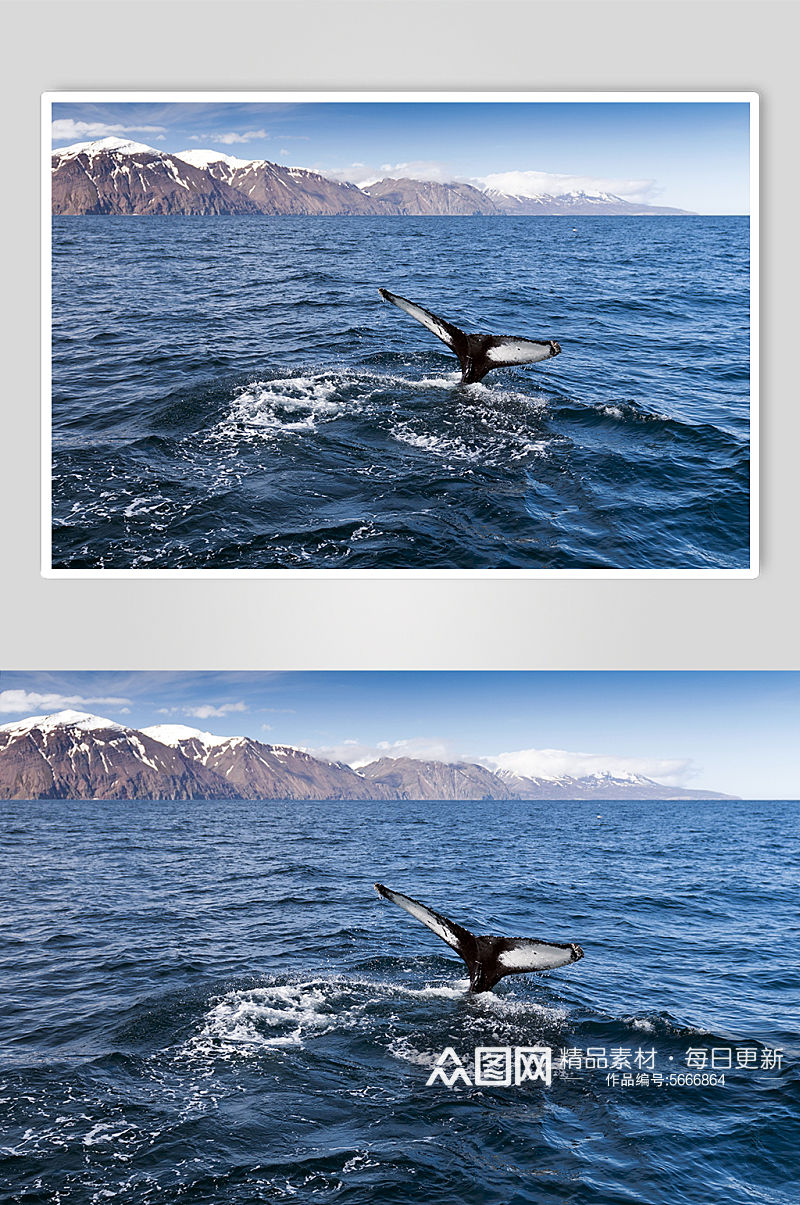 鲸鱼户外高清实拍动物图片素材