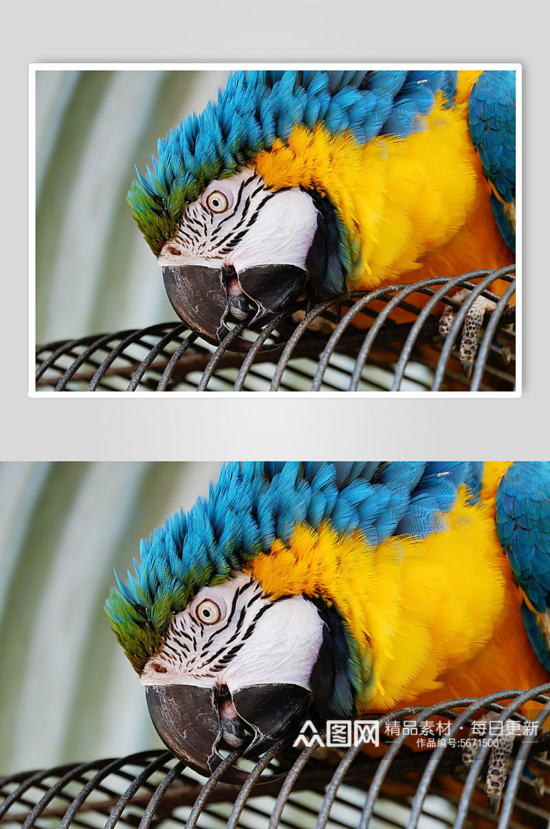 可爱鹦鹉动物图片素材