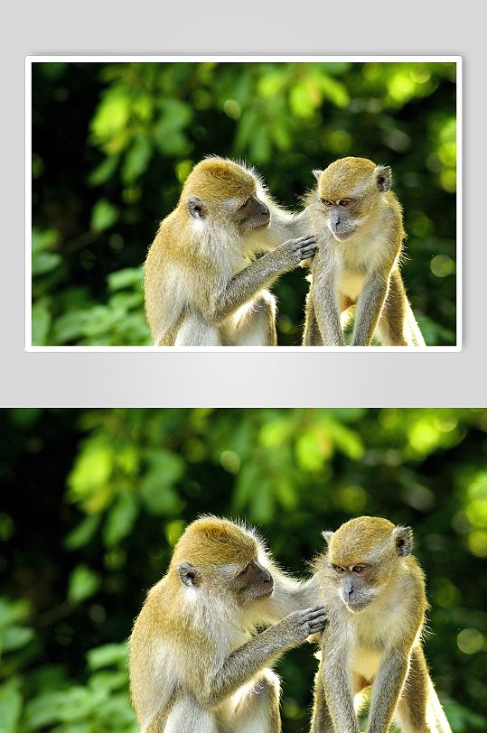 猴子创意实拍高清动物图片