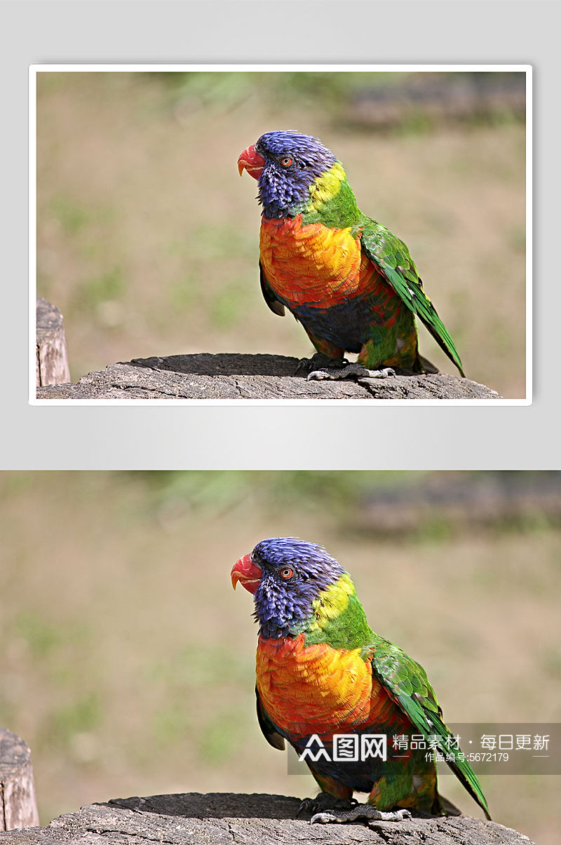 彩色鹦鹉动物图片素材