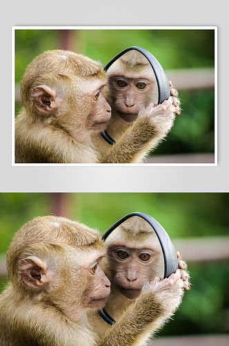 照镜子猴子动物图片