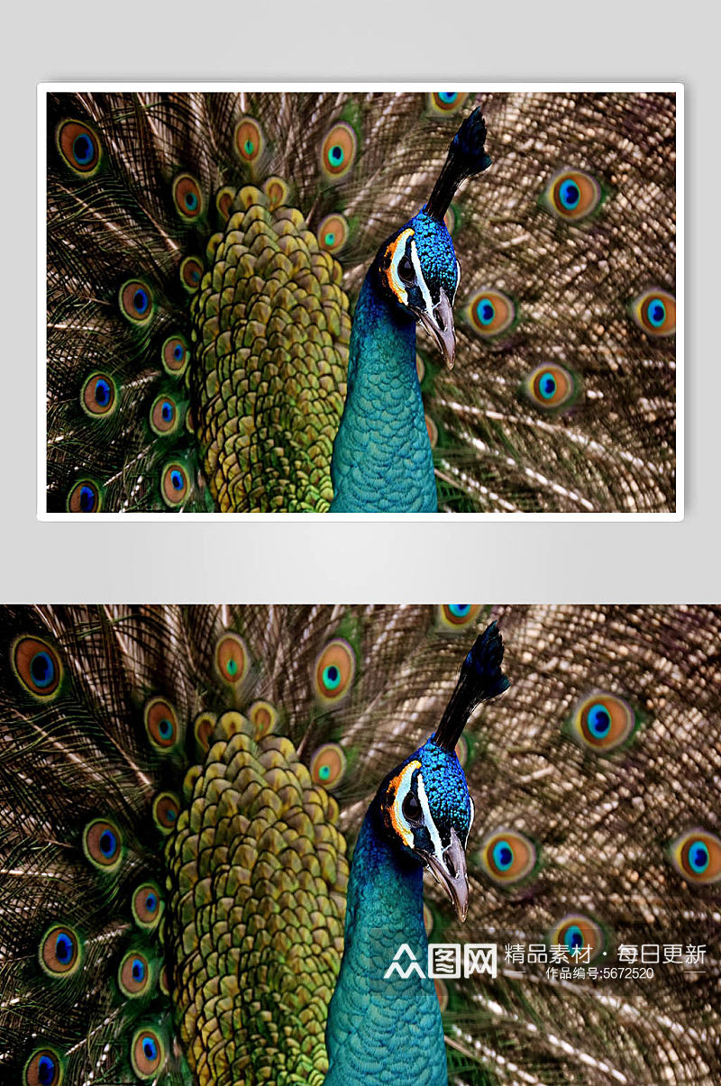 孔雀实拍近距离动物图片素材