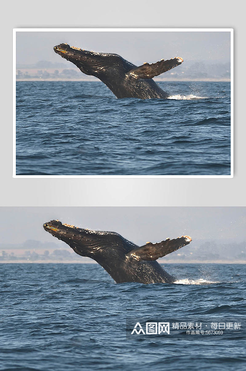 高清鲸鱼摄影图片素材