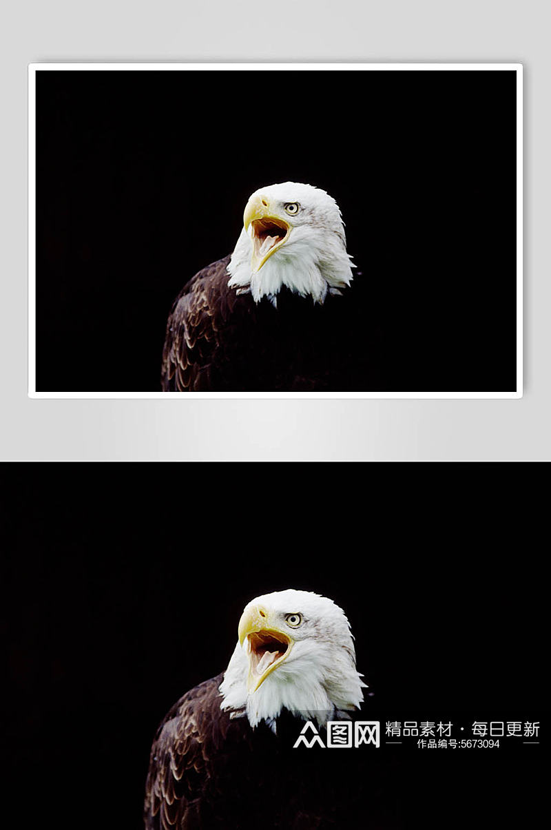 老鹰动物摄影图片素材
