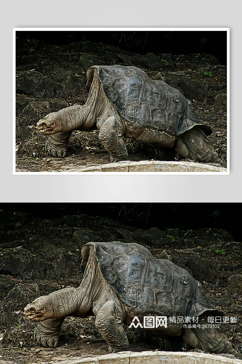 陆龟动物摄影图片素材