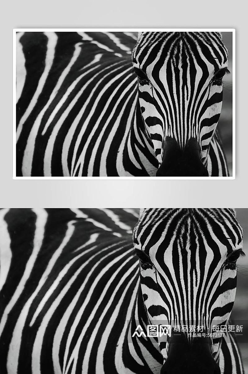 斑马动物摄影图片素材