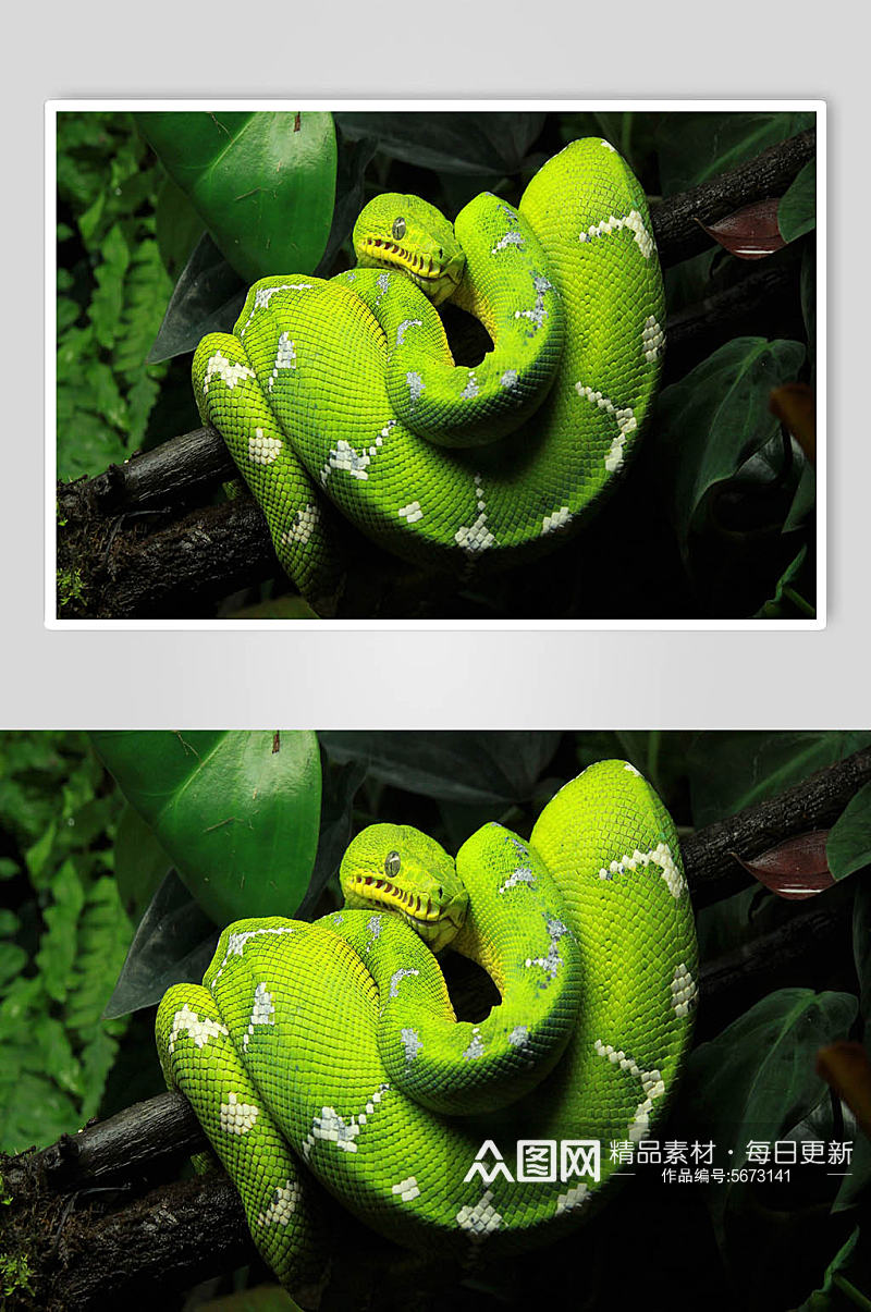 蟒蛇动物摄影图片素材