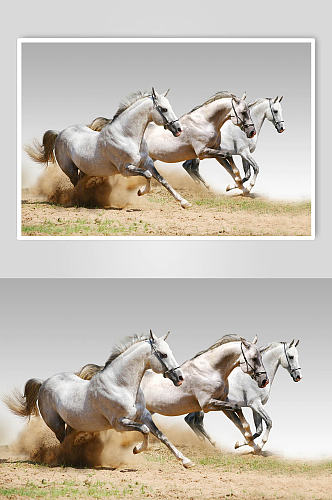 马活泼可爱动物摄影图片