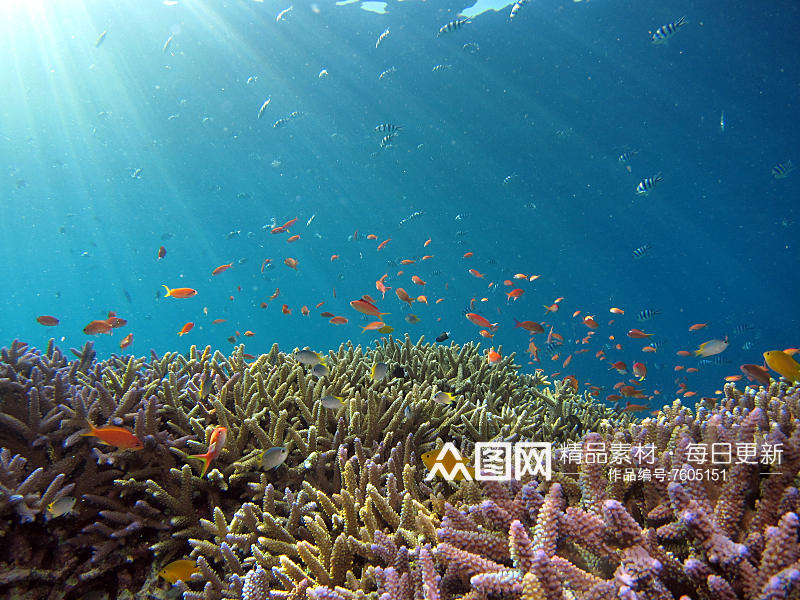 海底世界珊瑚摄影图素材