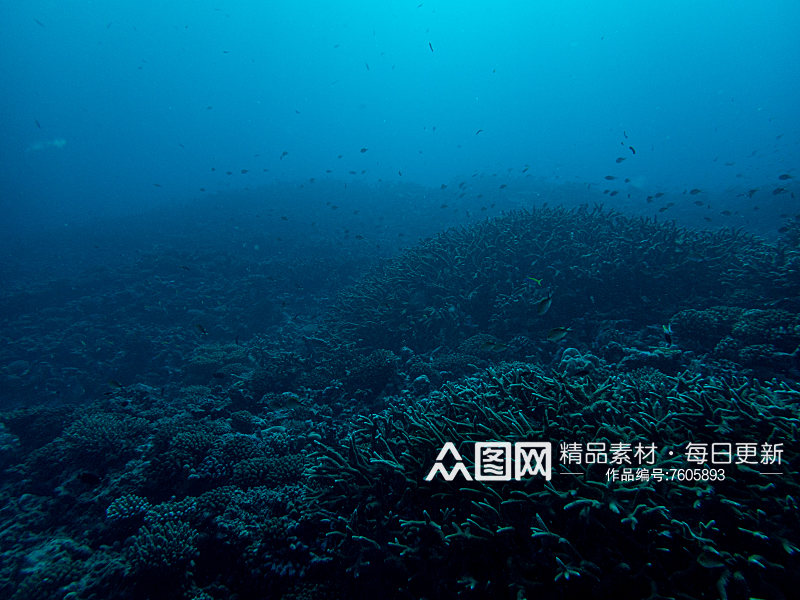 海底世界珊瑚摄影图素材