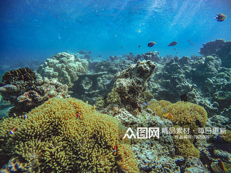 美丽的海底珊瑚摄影图素材
