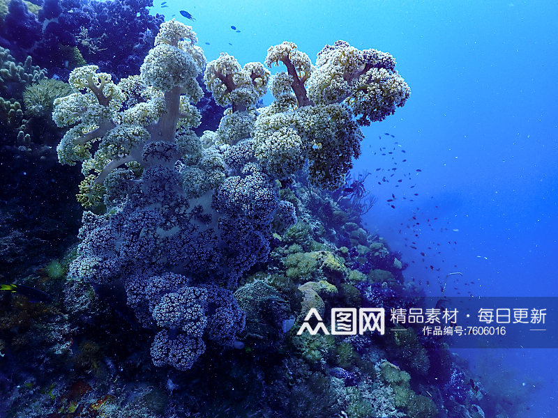 美丽的海底珊瑚摄影图素材