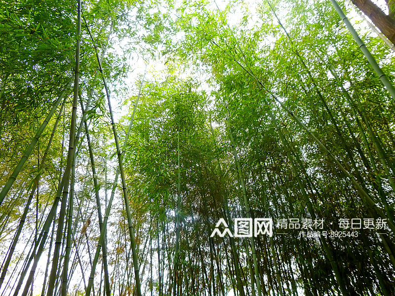清新绿色竹林风景摄影图素材