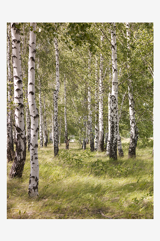 白桦树林风景摄影图
