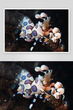 海底世界珊瑚摄影图