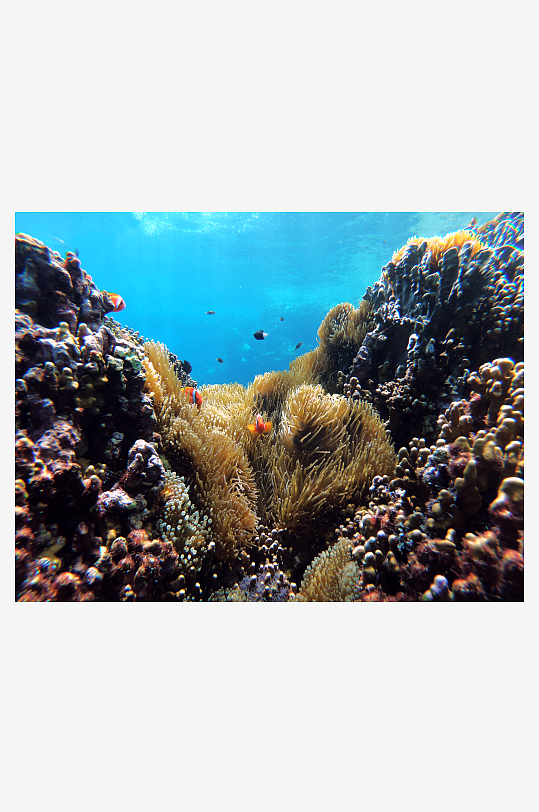 海底世界珊瑚摄影图