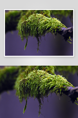 绿色树林苔藓植物摄影图