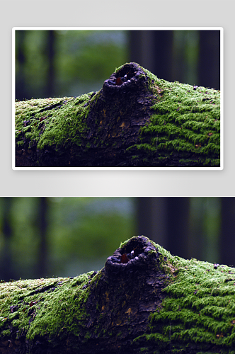 绿色树林苔藓植物摄影图